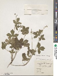 Geranium thunbergii image