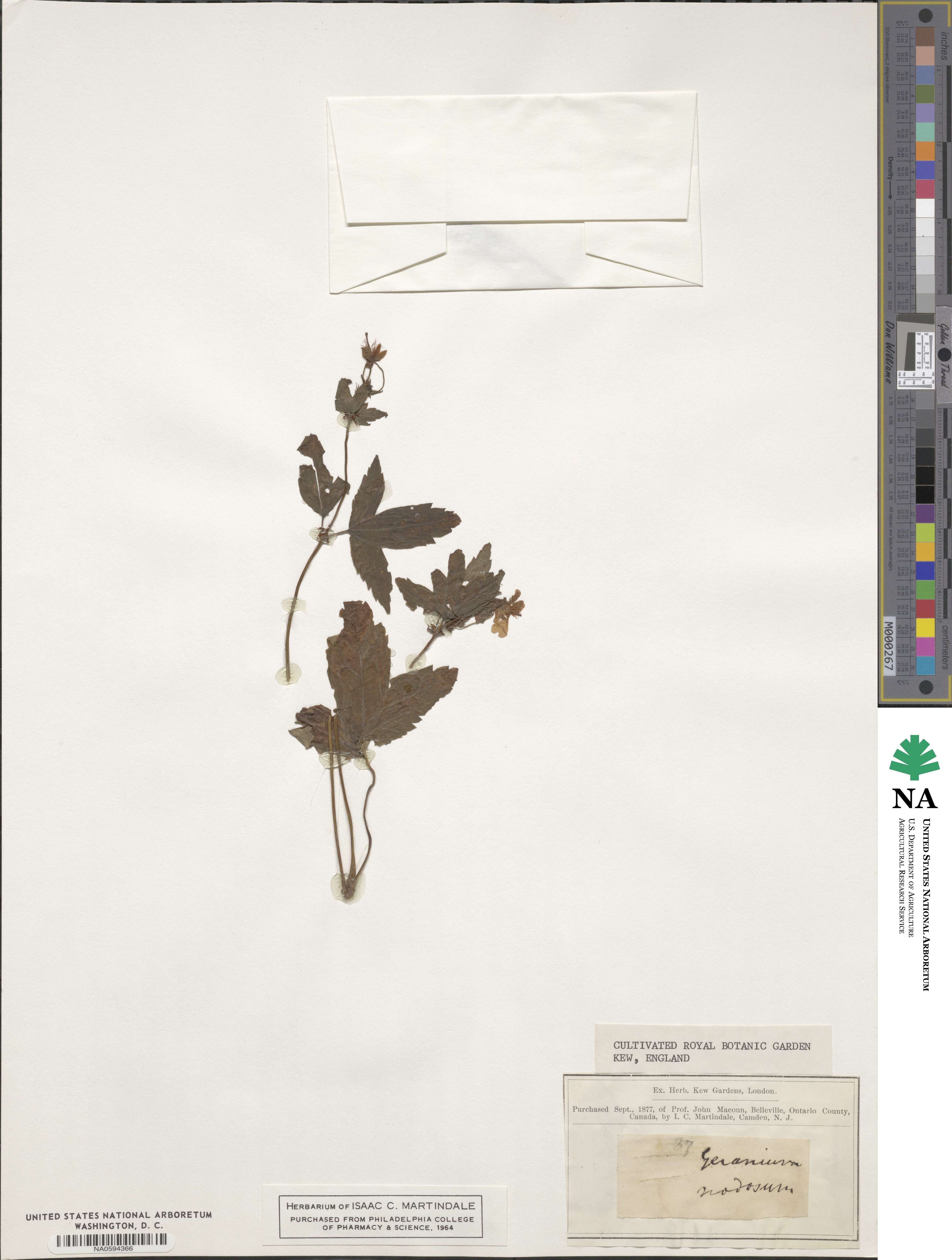 Geranium nodosum image