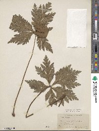 Geranium palmatum image