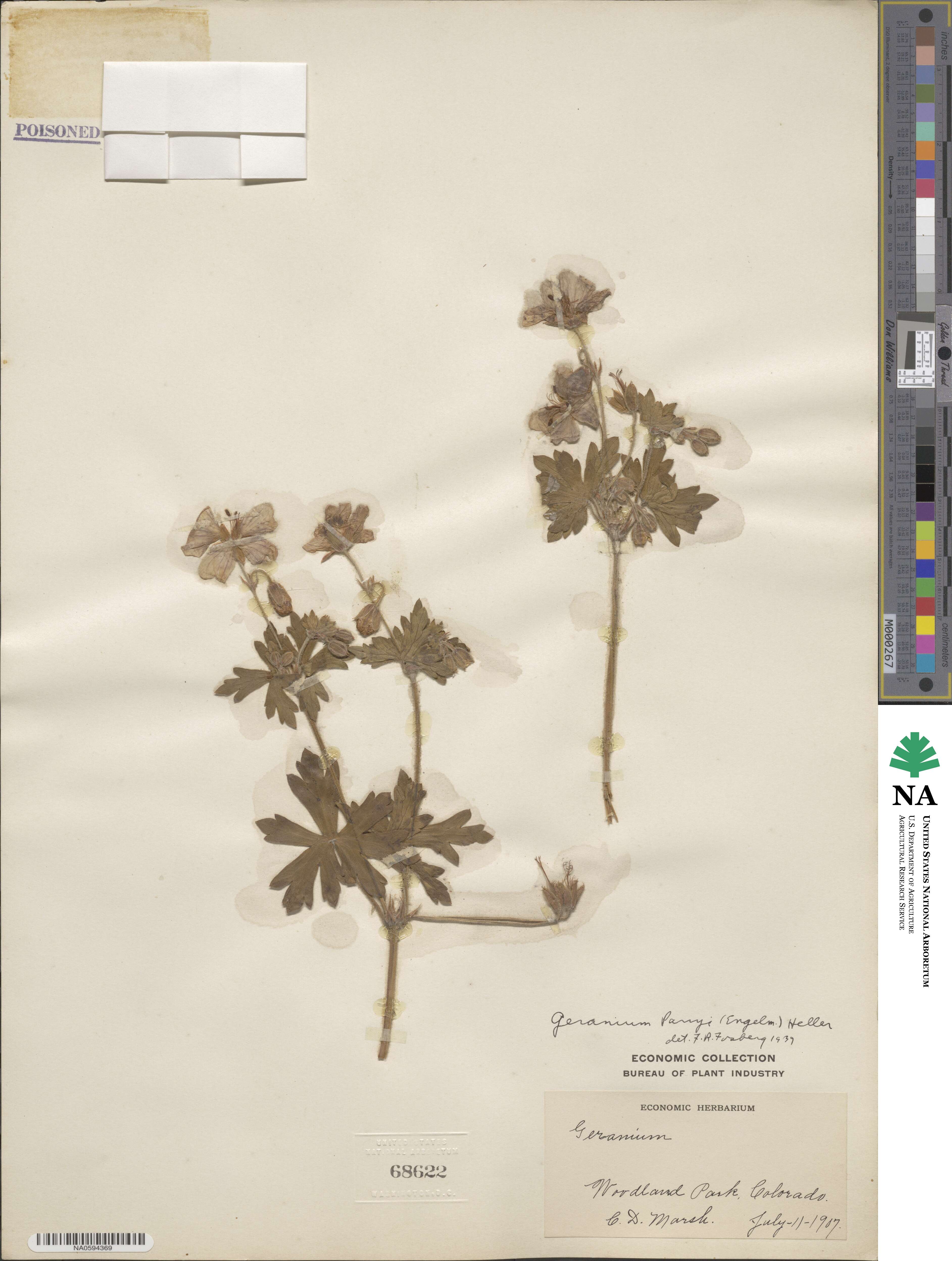 Geranium caespitosum image