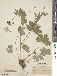 Geranium phaeum image