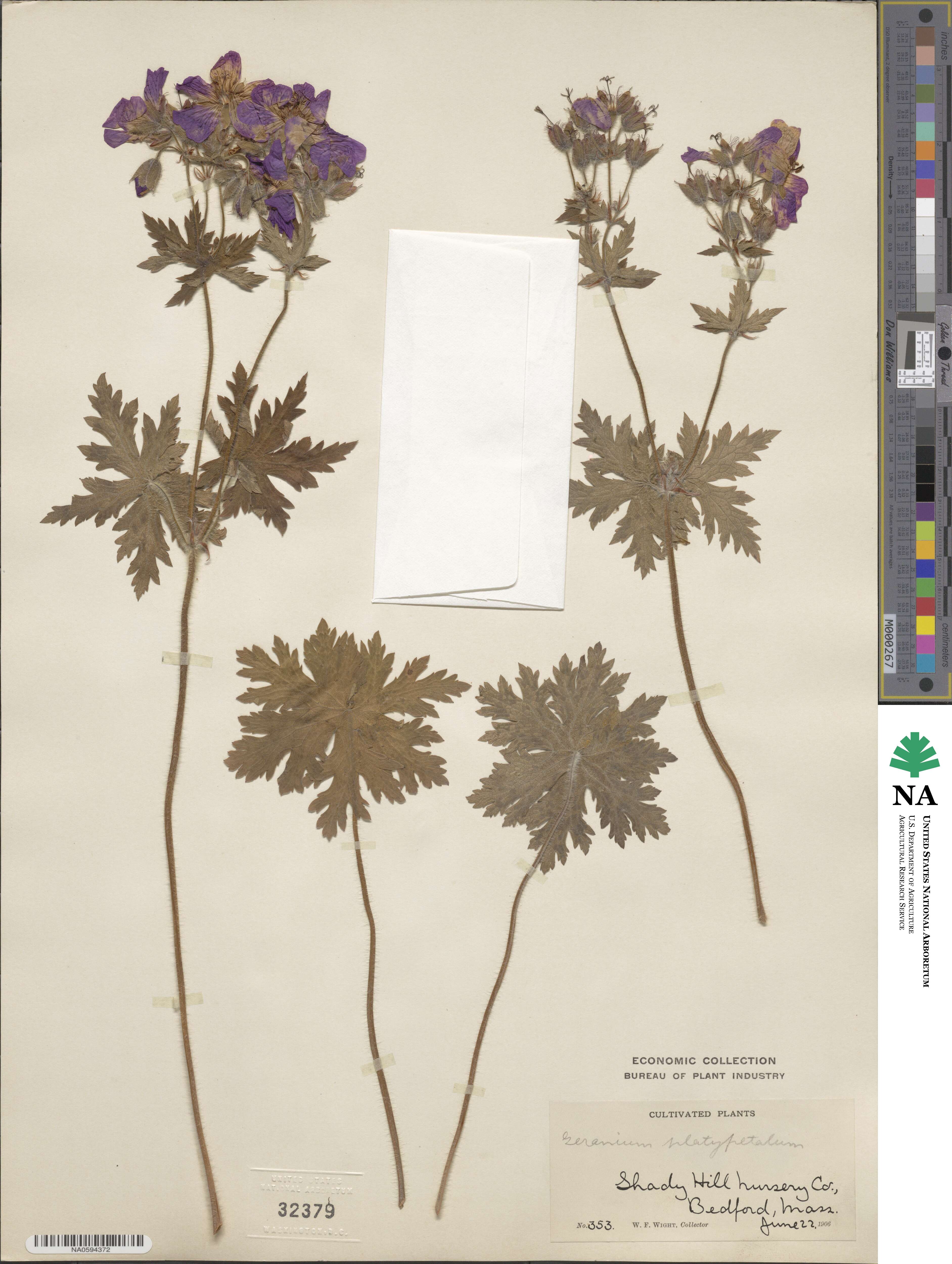 Geranium platypetalum image
