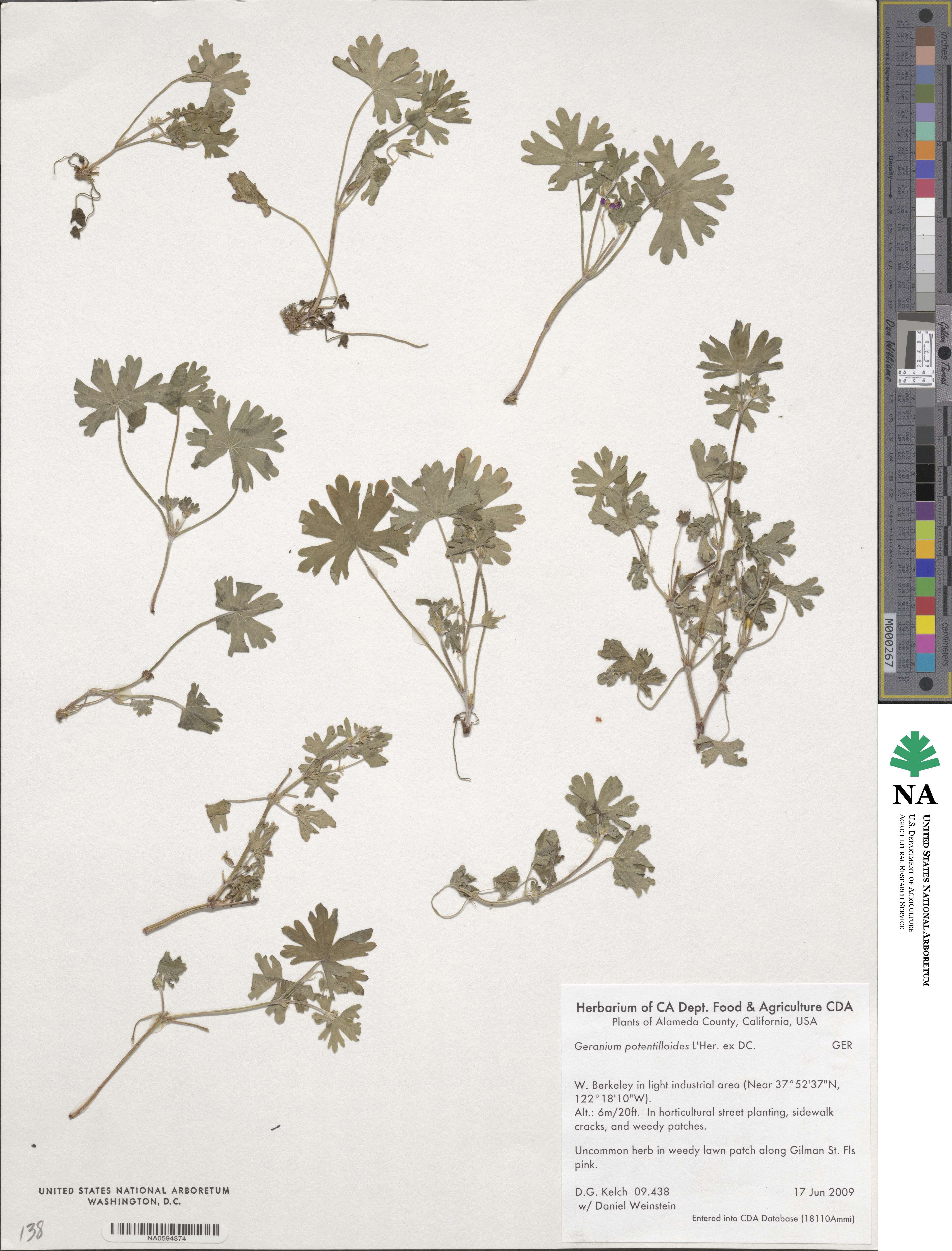 Geranium potentilloides image