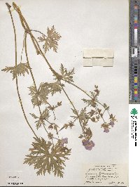 Geranium pratense image