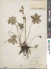 Geranium pratense image