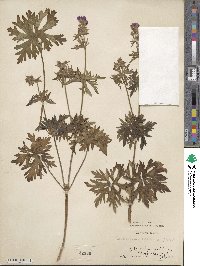 Geranium pratense image