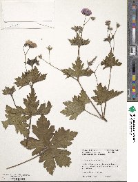 Geranium psilostemon image