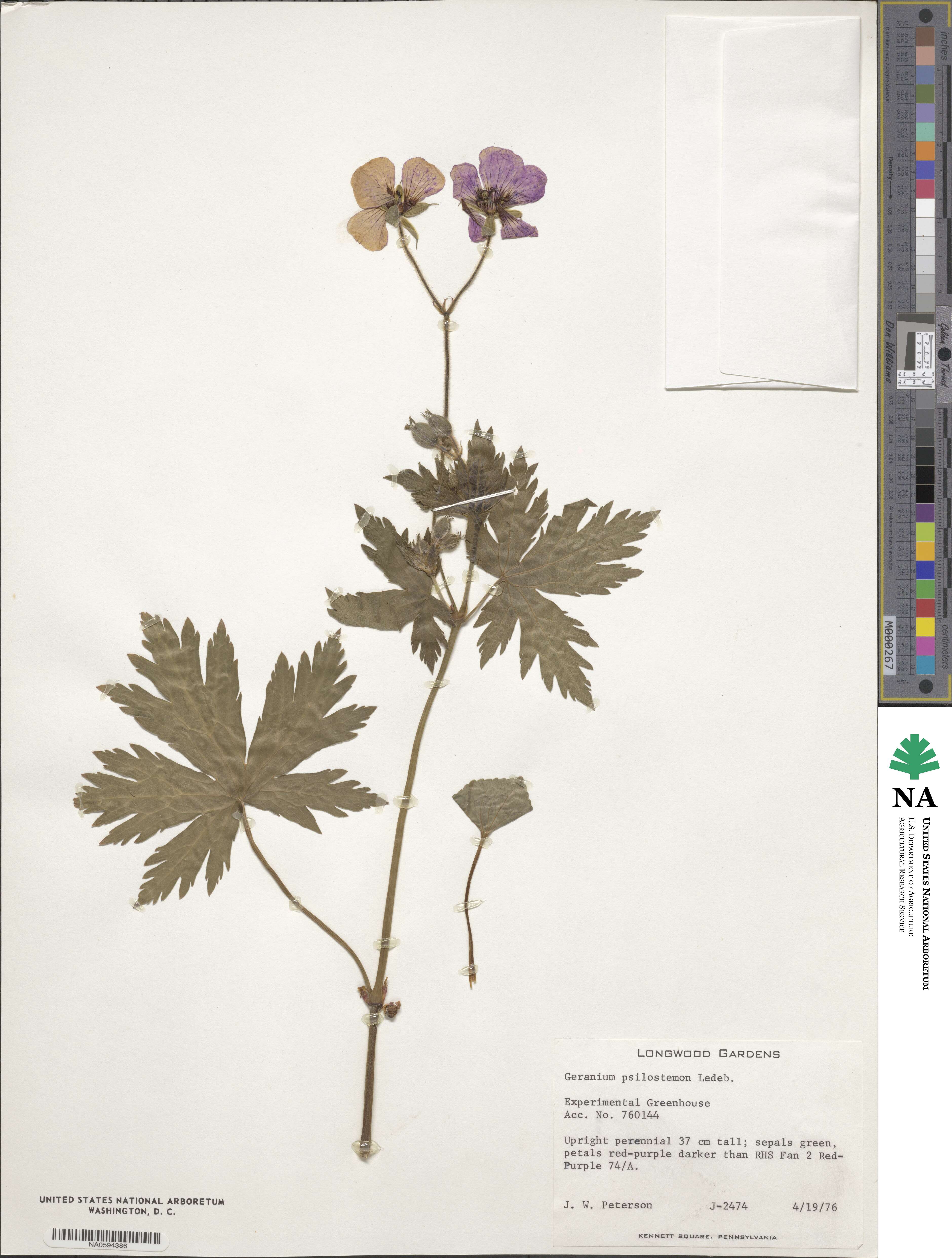 Geranium psilostemon image