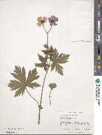 Geranium psilostemon image