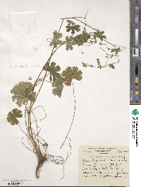 Geranium pyrenaicum image