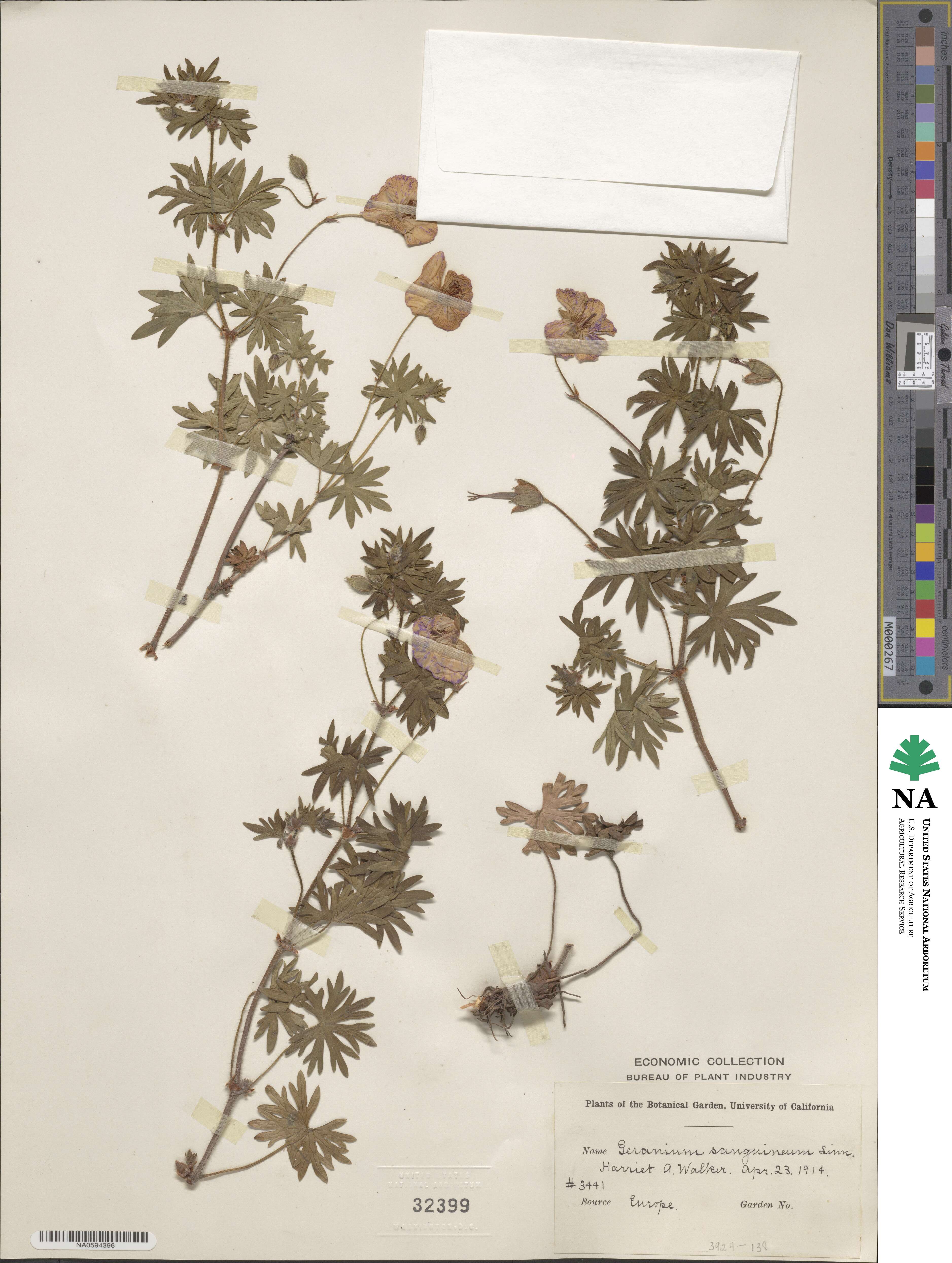 Geranium sanguineum image