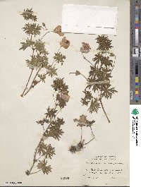 Geranium sanguineum image