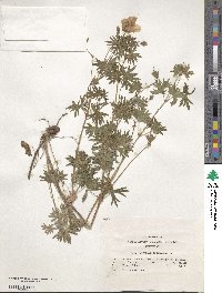 Geranium sanguineum image