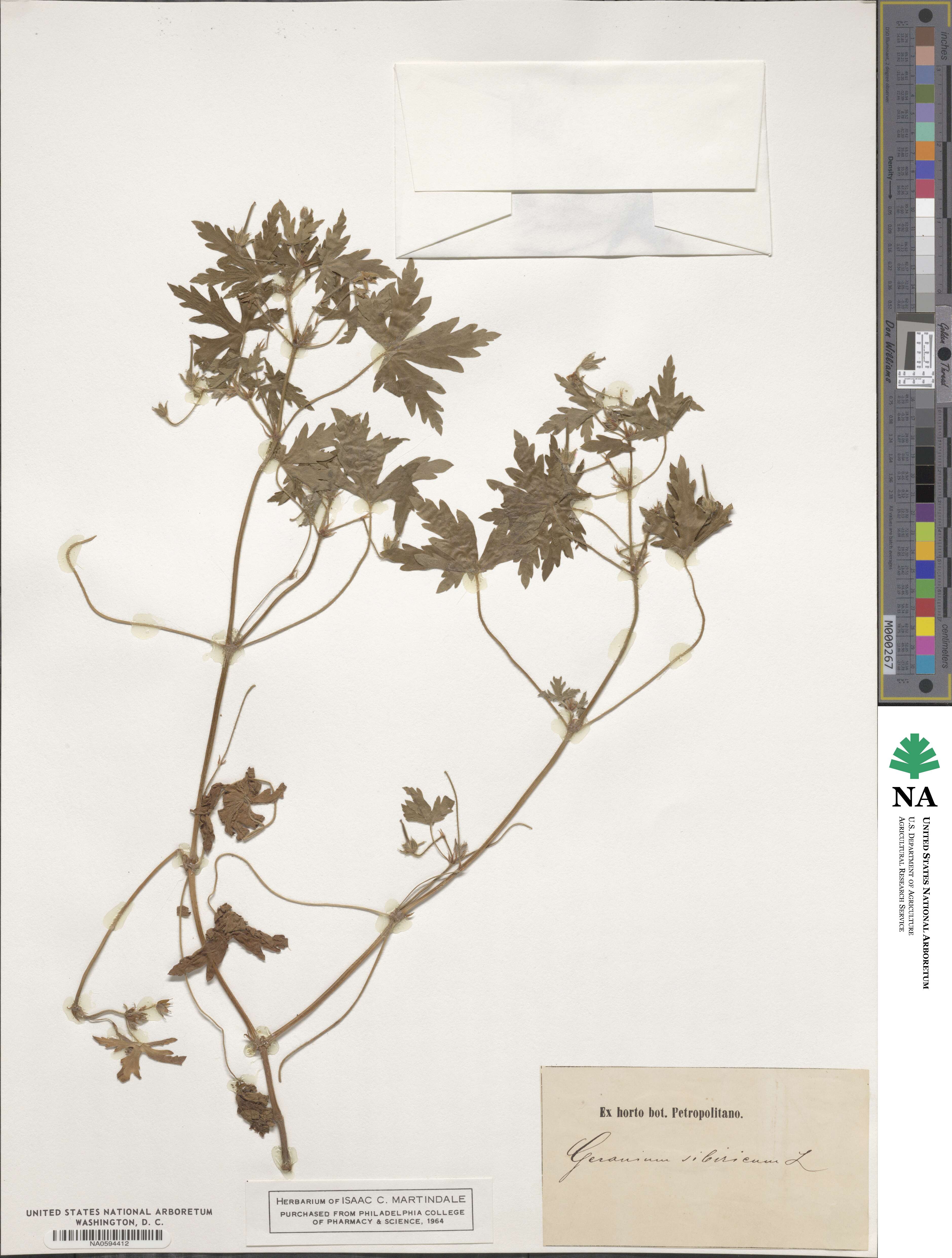 Geranium sibiricum image