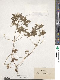 Geranium sibiricum image