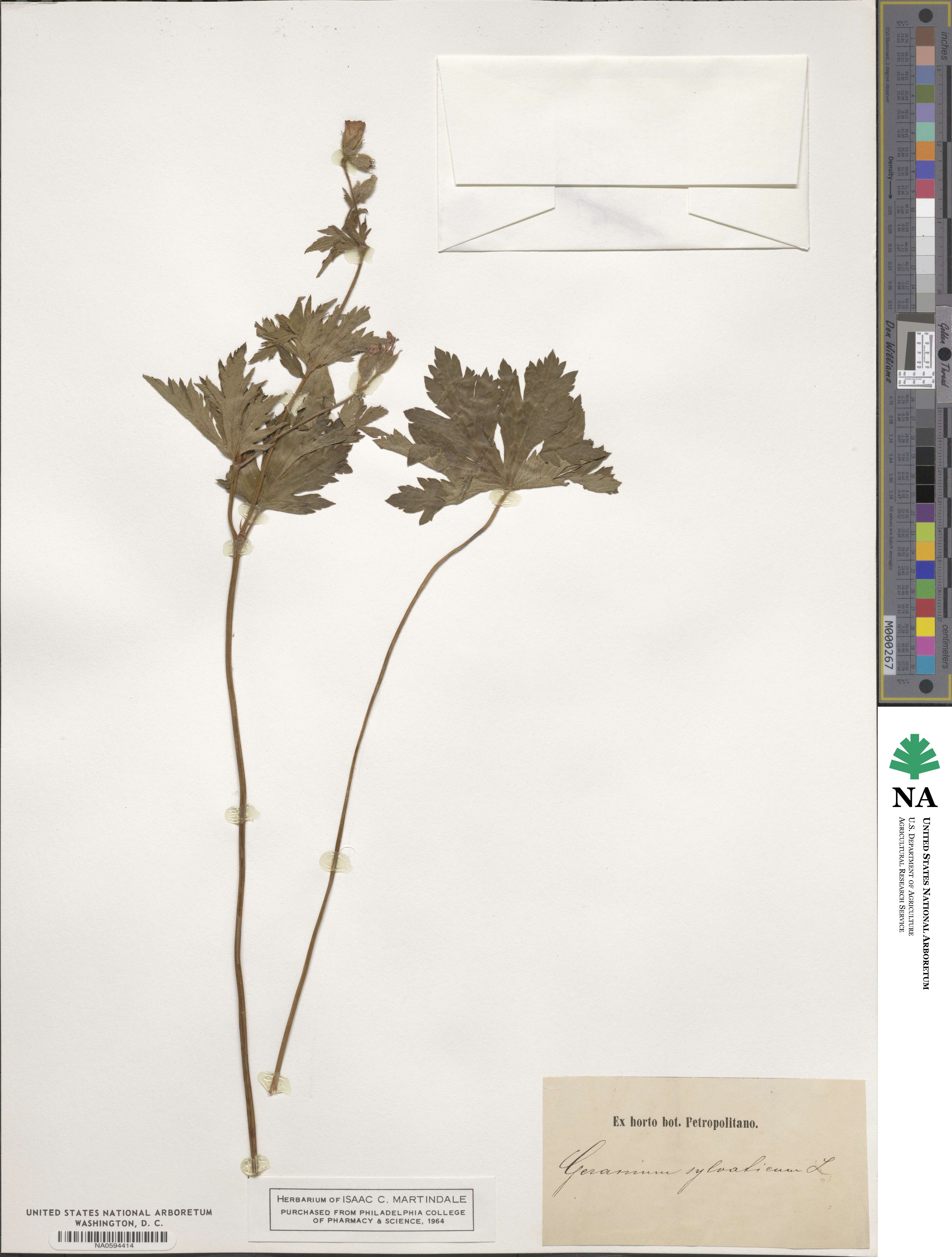 Geranium sylvaticum image