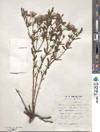 Monsonia burkeana image