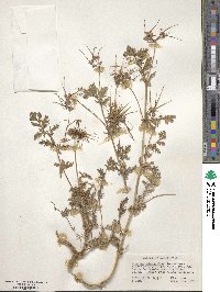 Erodium cicutarium image