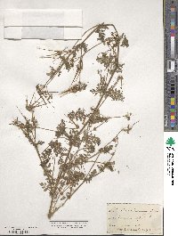 Erodium cicutarium image