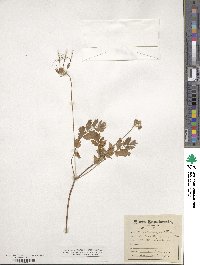 Erodium cicutarium image