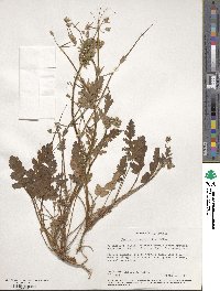 Erodium cicutarium image