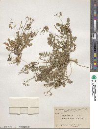 Erodium cicutarium image