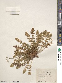 Erodium cicutarium image