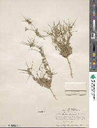 Erodium cicutarium image