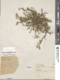 Erodium cicutarium image