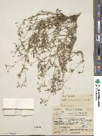 Erodium cicutarium image