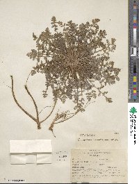 Erodium cicutarium image