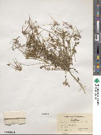 Erodium cicutarium image