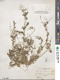 Erodium cicutarium image