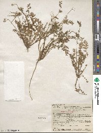 Erodium cicutarium image