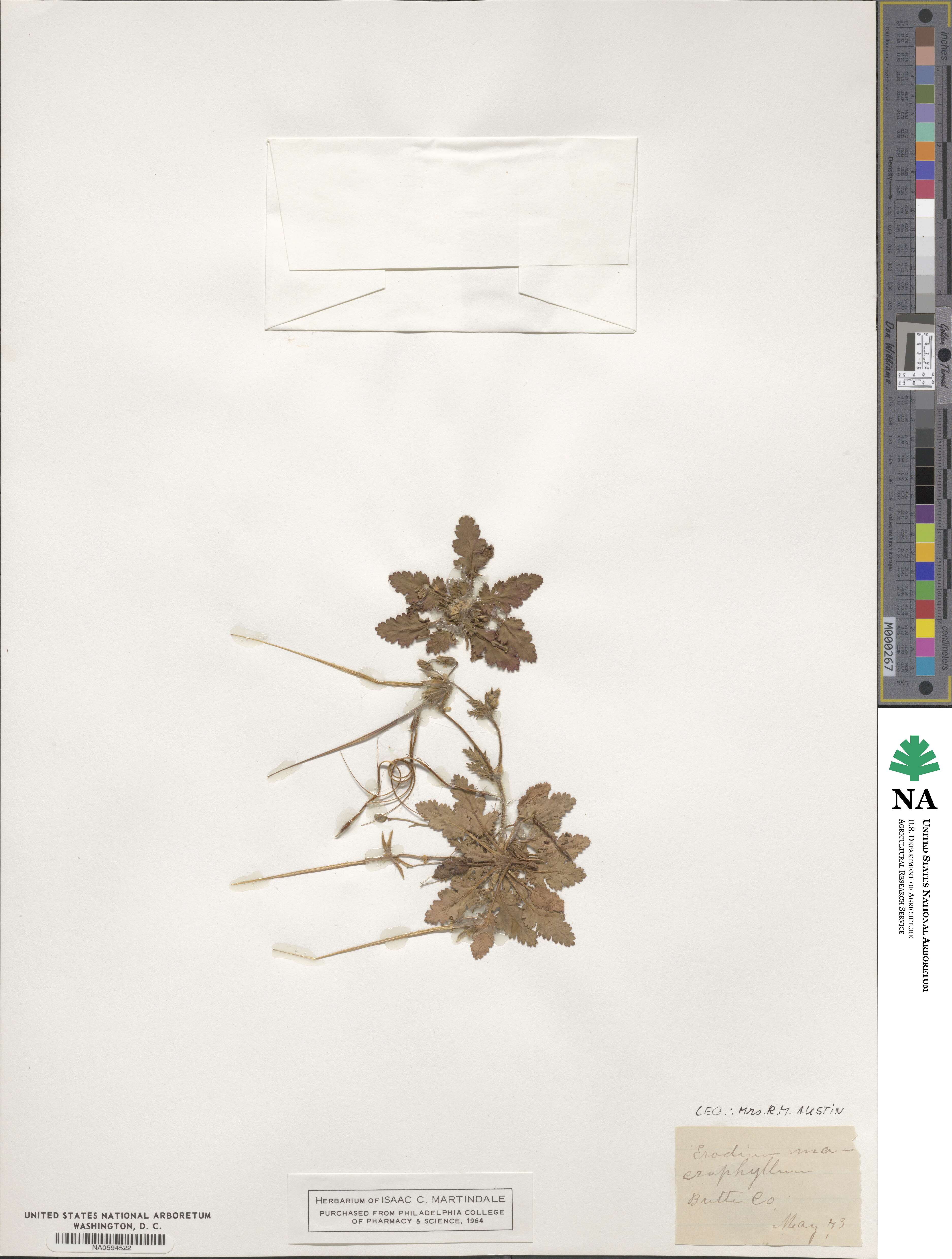 California macrophylla image