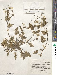 Image of Erodium brachycarpum