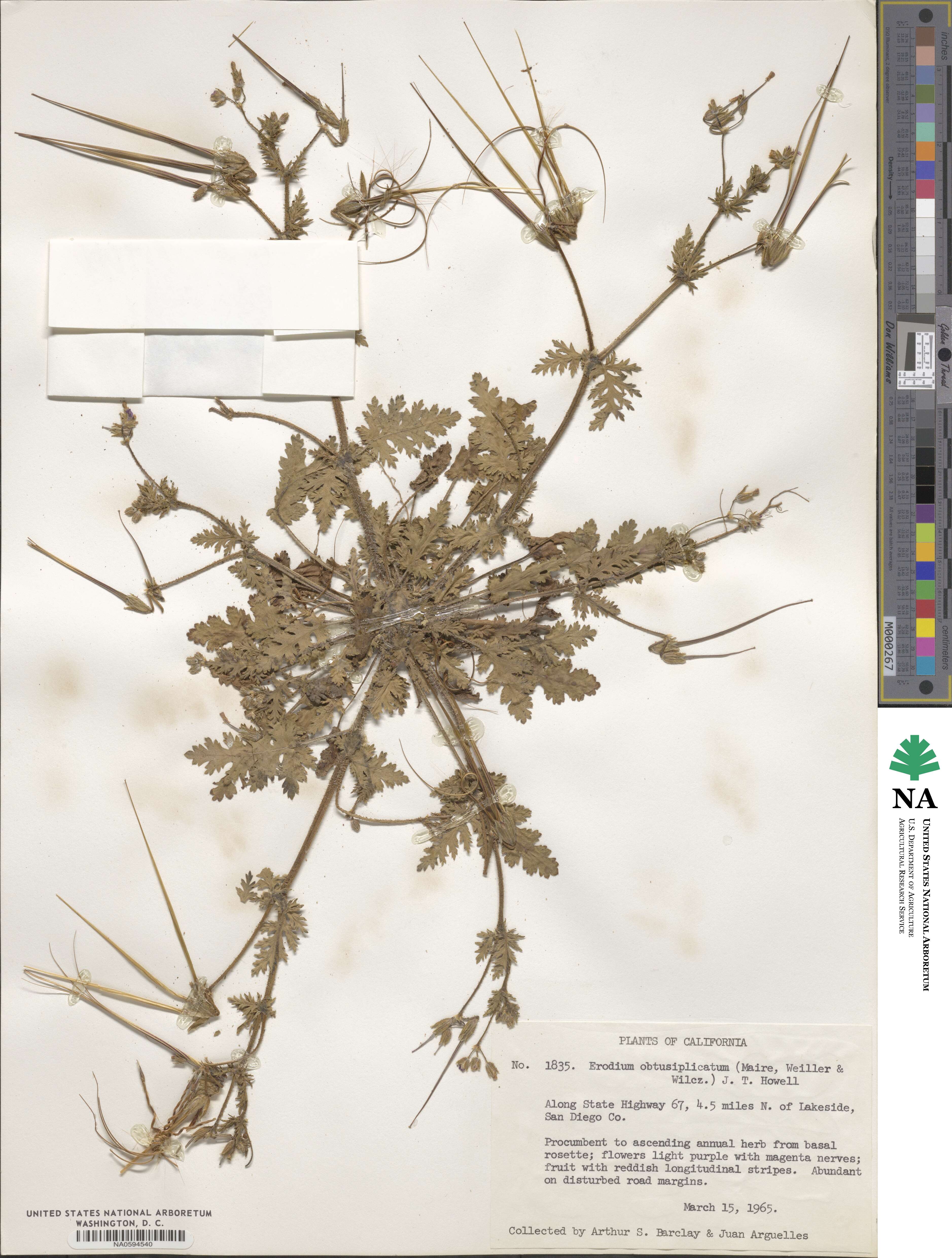 Erodium brachycarpum image