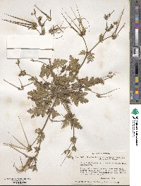 Erodium brachycarpum image