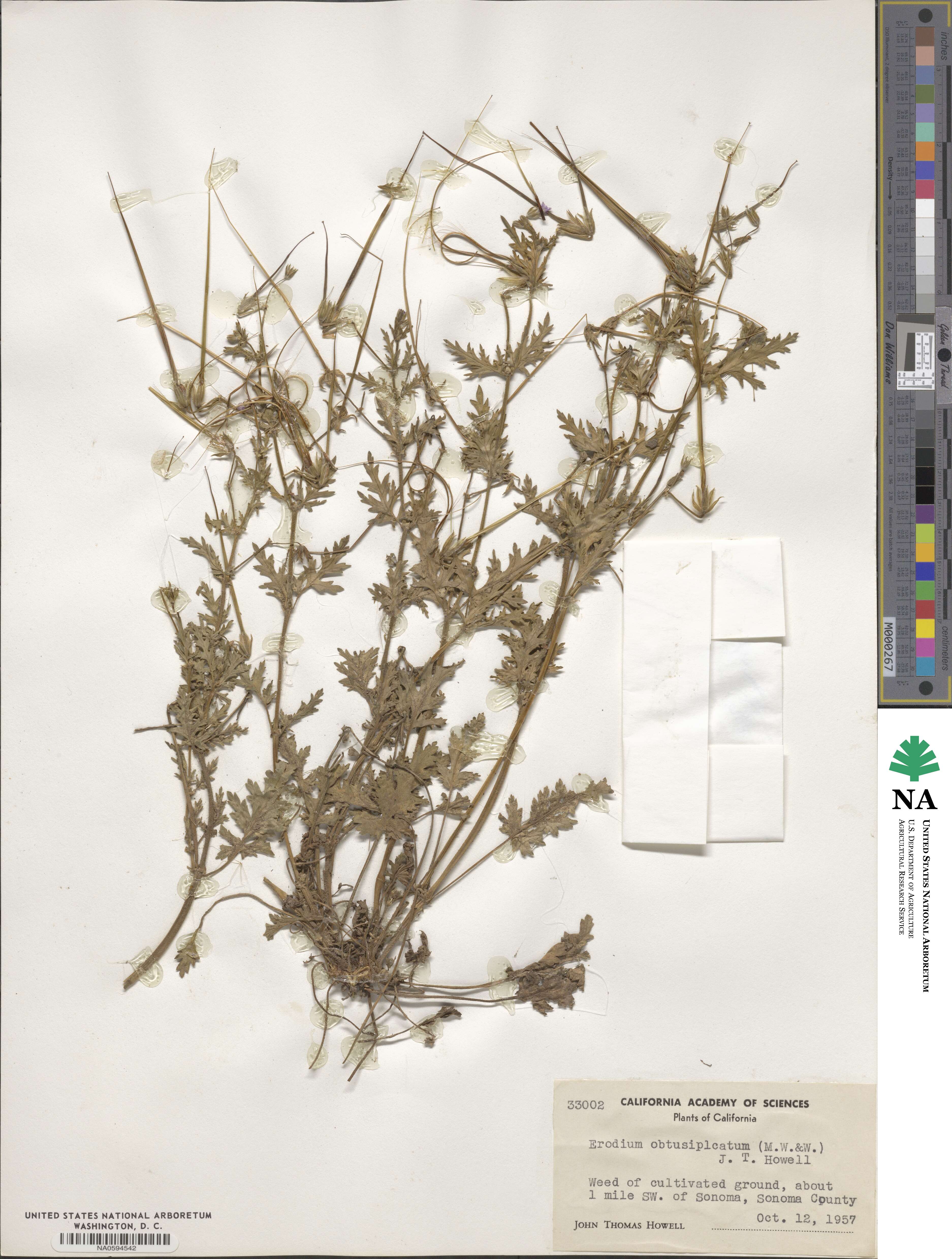 Erodium brachycarpum image