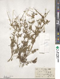 Erodium brachycarpum image