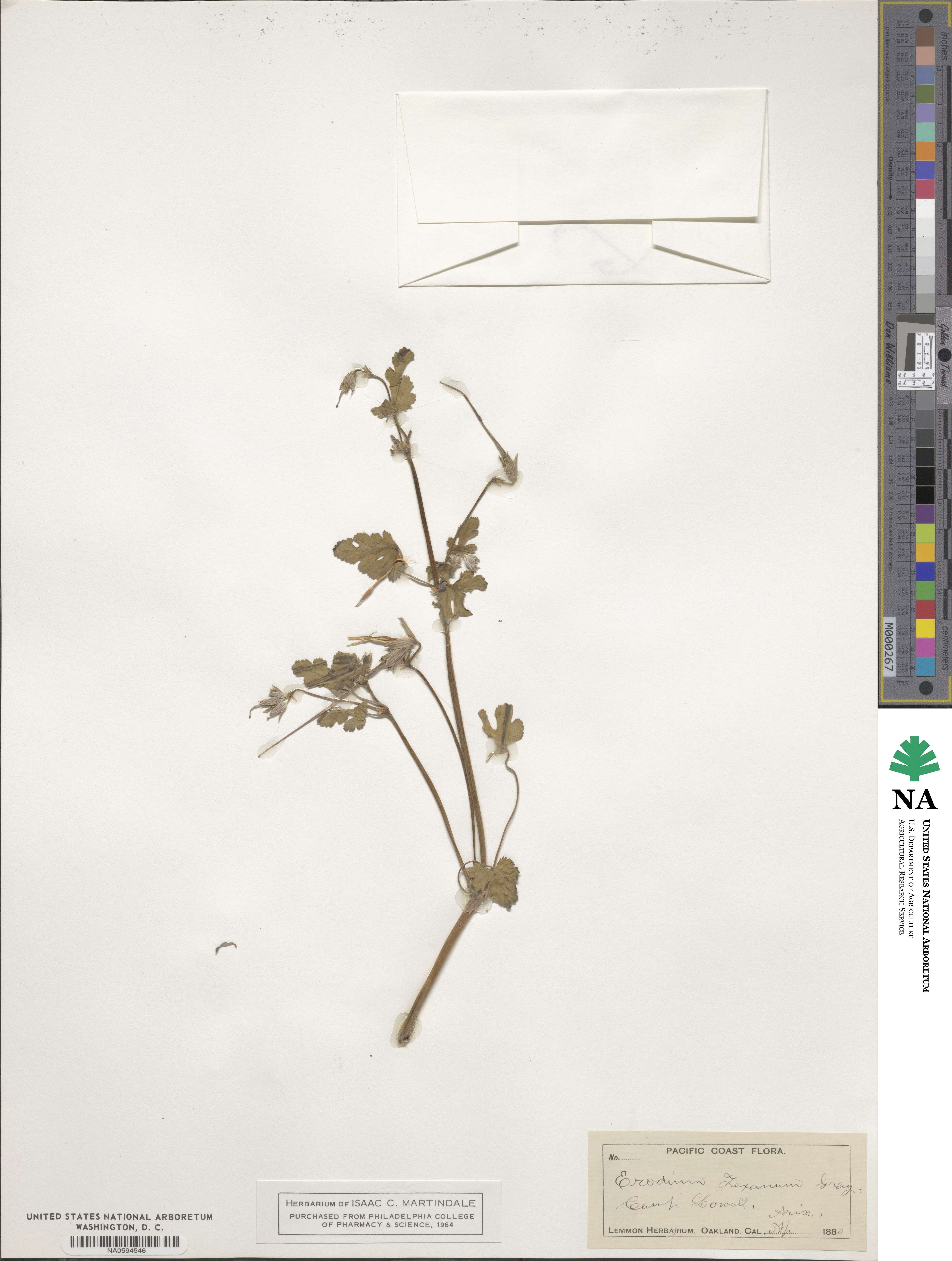 Erodium texanum image