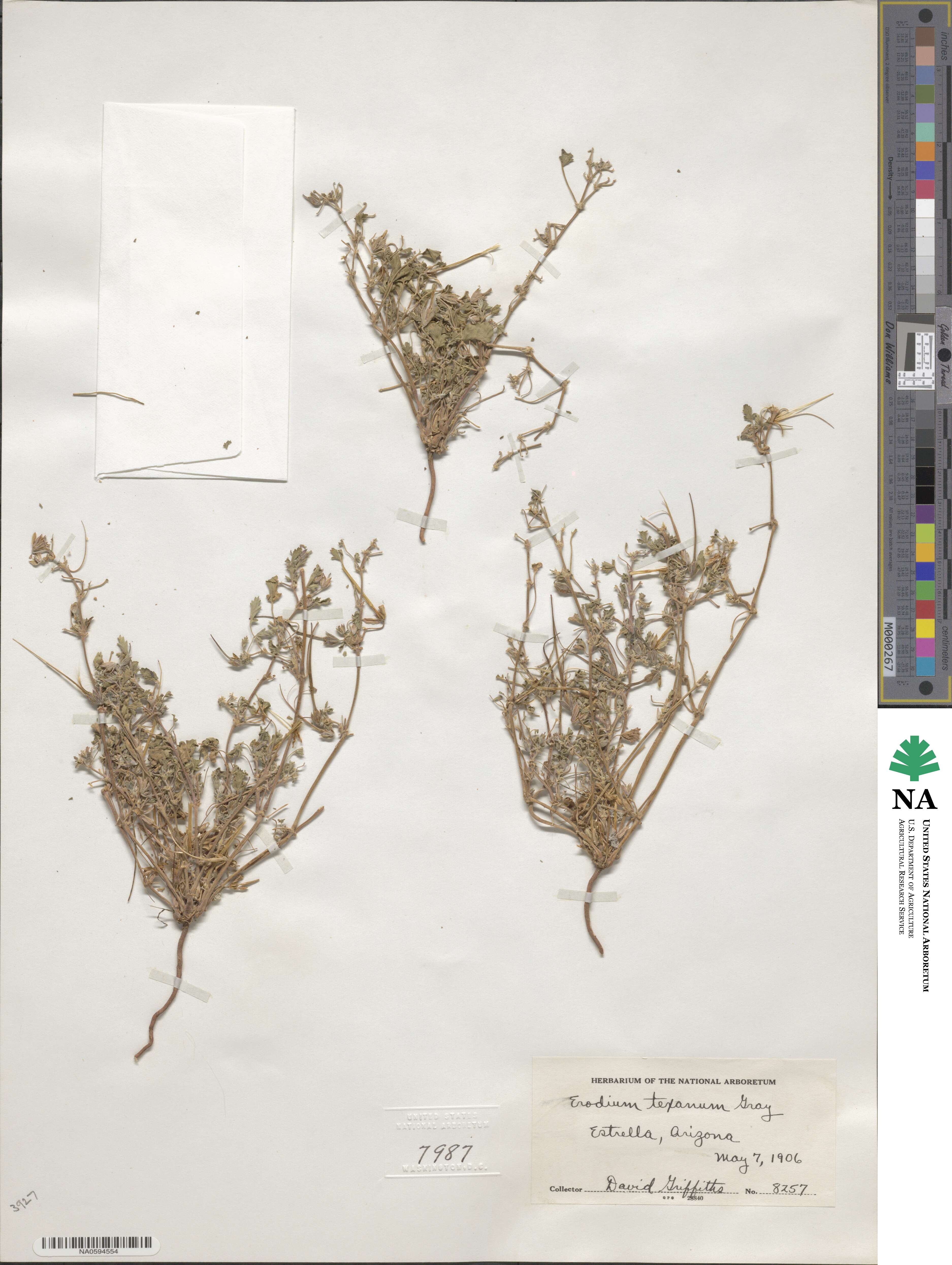 Erodium texanum image