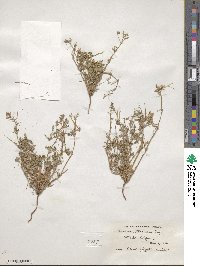 Erodium texanum image