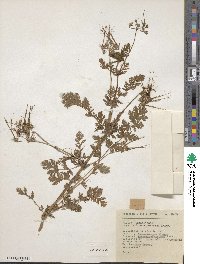 Erodium cicutarium image