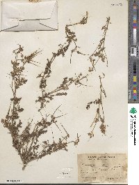 Erodium cicutarium image