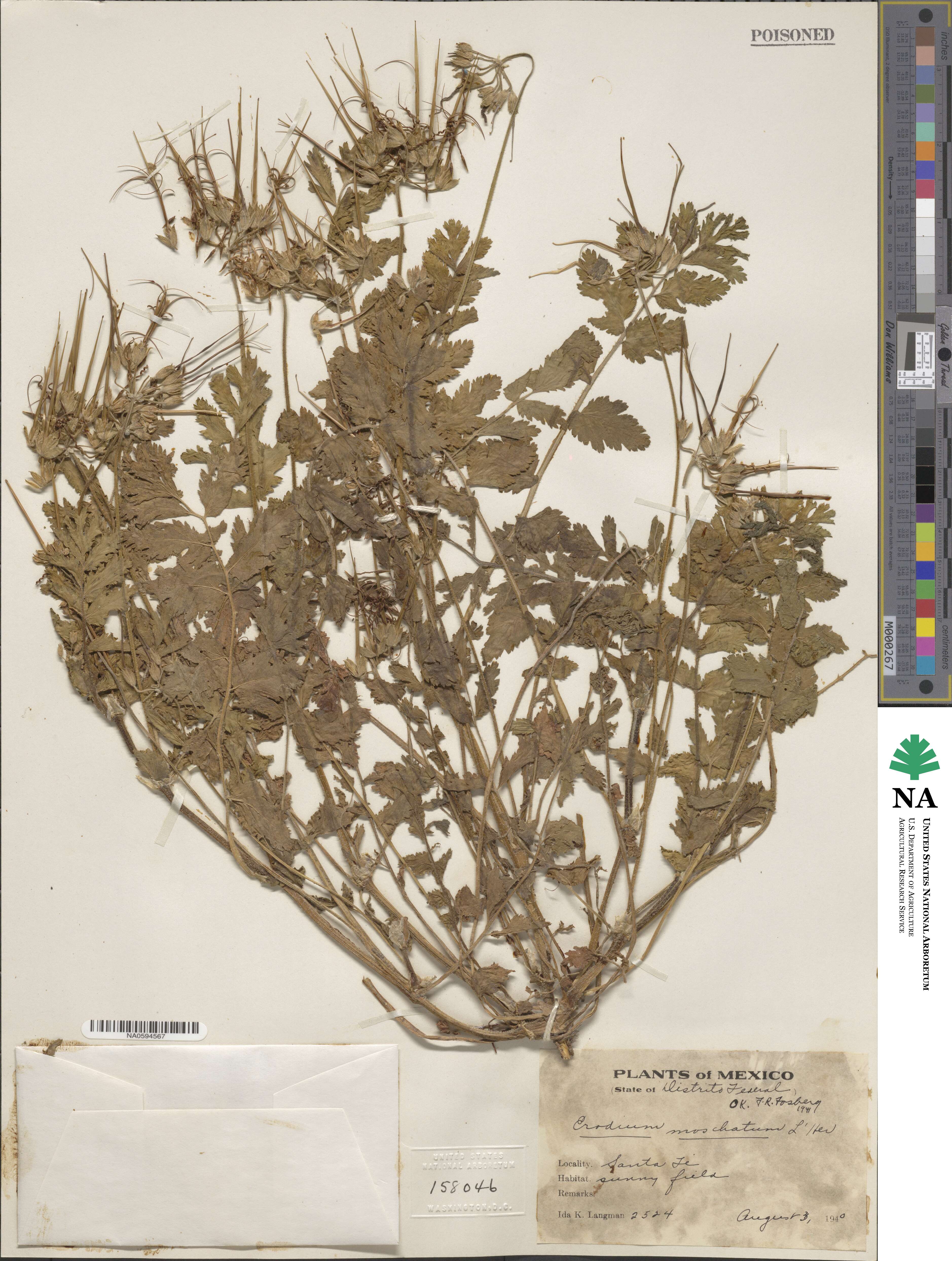 Erodium moschatum image