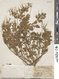 Erodium moschatum image