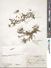 Erodium cicutarium image