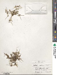 Erodium cicutarium image