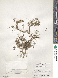 Erodium cicutarium image